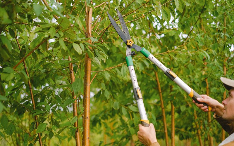 Tree trimming in Battle Ground, IN
