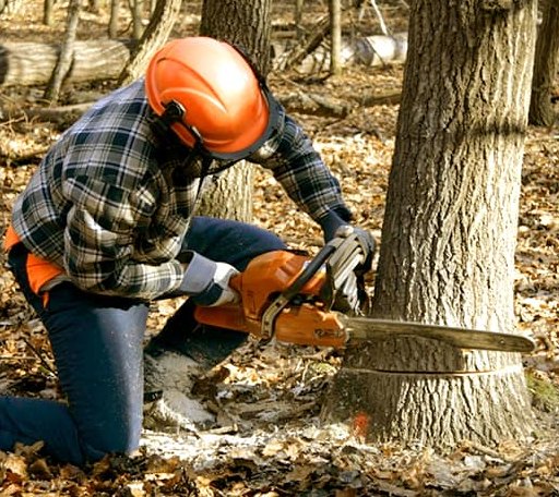 Tree Removal in Battle Ground, IN